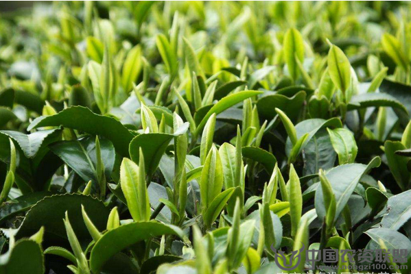茶葉種植應(yīng)如何合理施肥